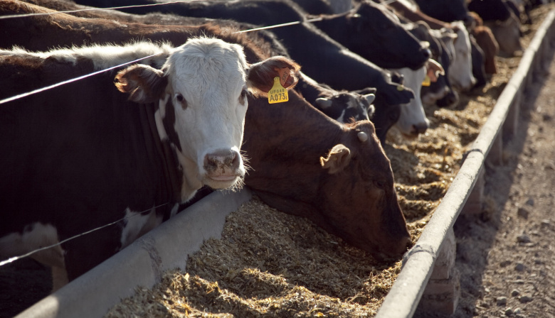 Provincia lanza un plan para erradicar enfermedades en el rodeo bovino