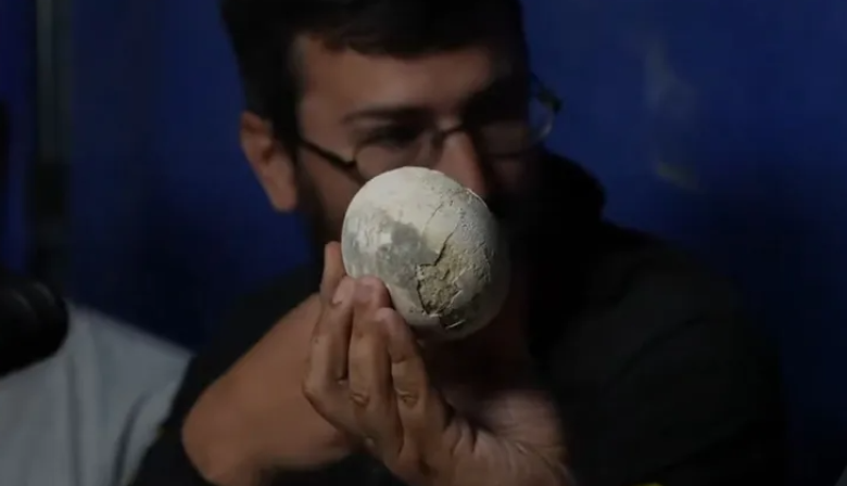 Investigadores del Conicet descubrieron un huevo de dinosaurio carnívoro en excelente estado