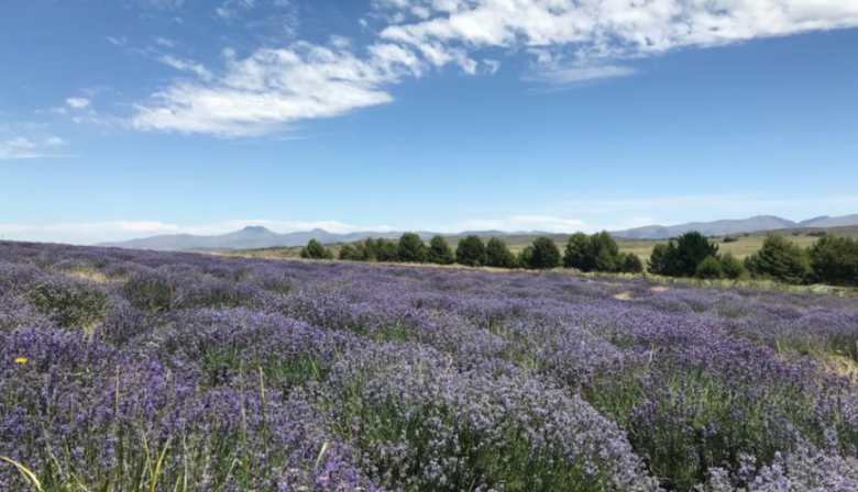 Entre lavandas y sierras: el rincón sensorial que enamora en Coronel Suárez