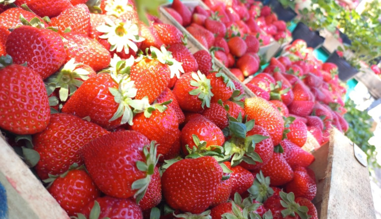 General Rodríguez celebra la 5ª Fiesta Municipal de la Frutilla