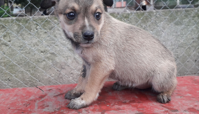 Por la crisis económica, cierra el Refugio Municipal de Animales de Madariaga