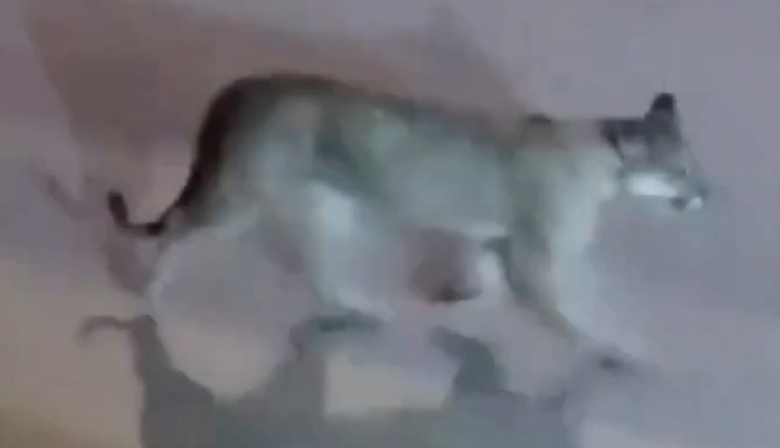 Avistaron un puma en Valeria del Mar y crece la preocupación en la zona