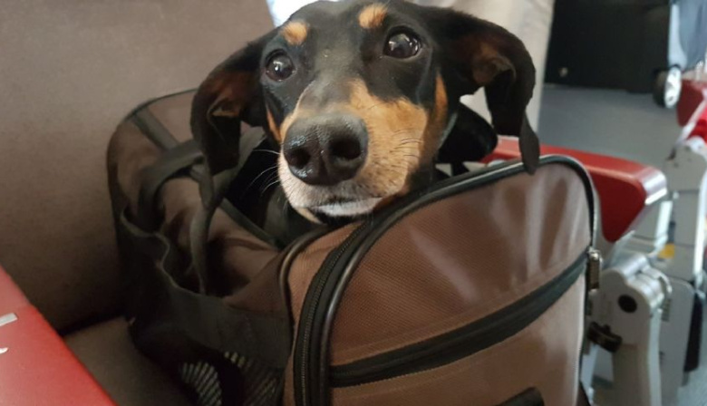 Habilitan el traslado de animales domésticos en servicios de larga distancia