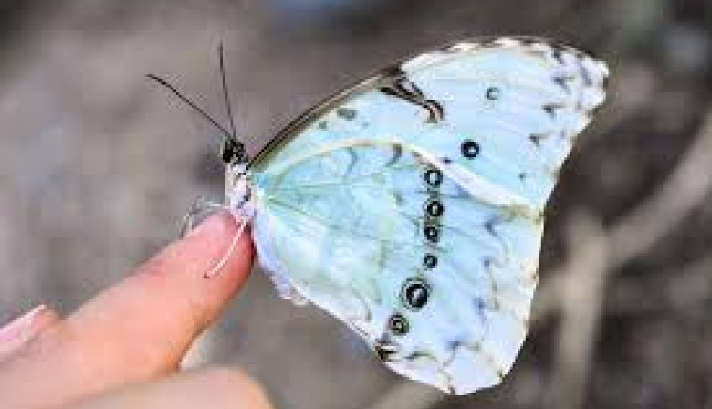 La Provincia declaró Monumento Natural a la mariposa Bandera Argentina