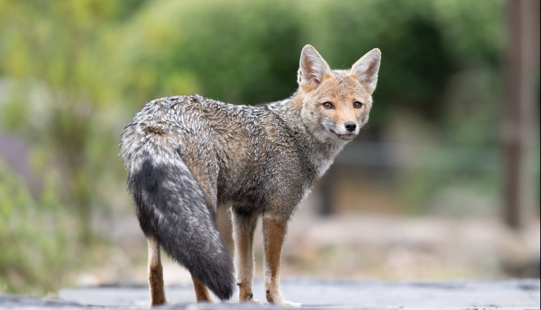 Más zorros grises en zonas urbanas de Pilar: recomiendan no molestarlos