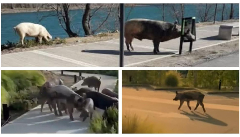 Detectan cerdos salvajes en Nordelta en medio del operativo por los carpinchos