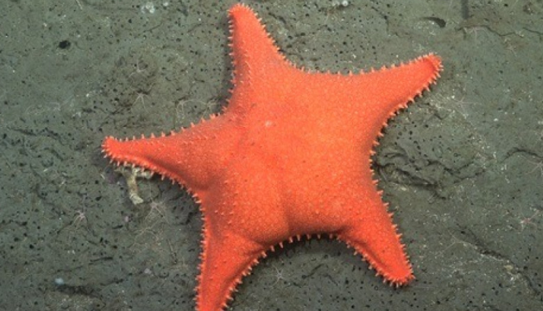 La Provincia inaugura la muestra “Vidas submarinas - Ciencia, arte y soberanía” en Mar del Plata