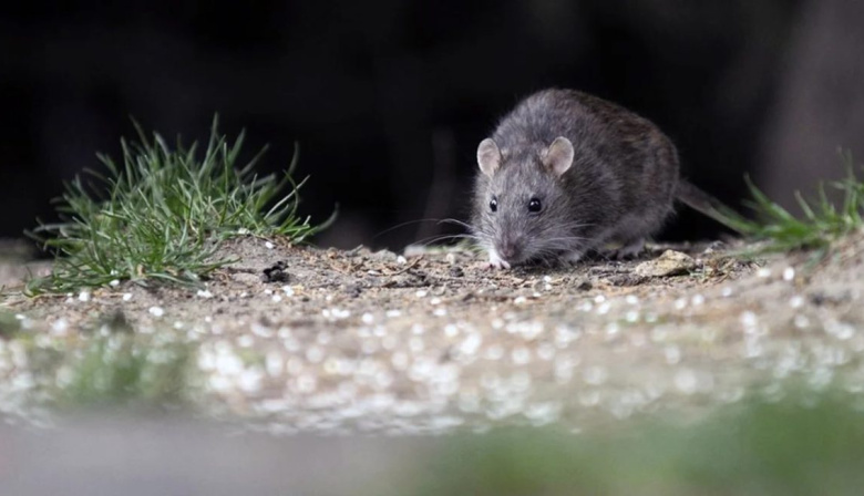 Alerta por hantavirus: confirman un brote y crecen los casos en la provincia de Buenos Aires