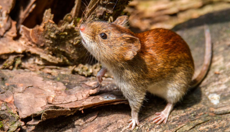 Una persona falleció por hantavirus en Arrecifes y ya son cinco las víctimas en PBA