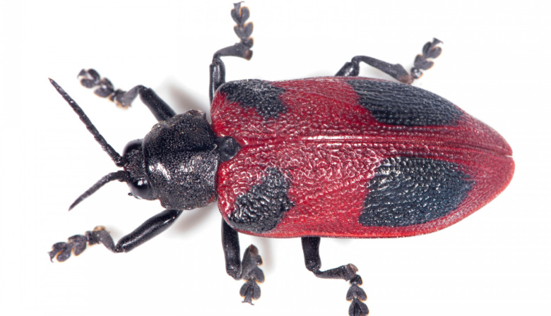 Emergencia fitosanitaria en la isla Martín García por el picudo rojo, “la plaga global más destructiva de las palmeras”