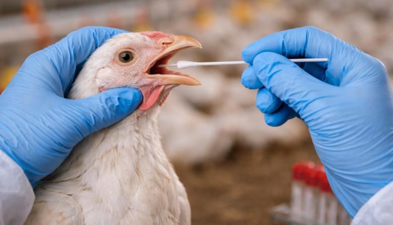 Confirman nuevos casos de gripe aviar en la provincia de Buenos Aires