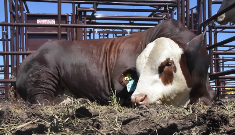 Fuerte rechazo del campo bonaerense a la desregulación de la vacunación contra la aftosa