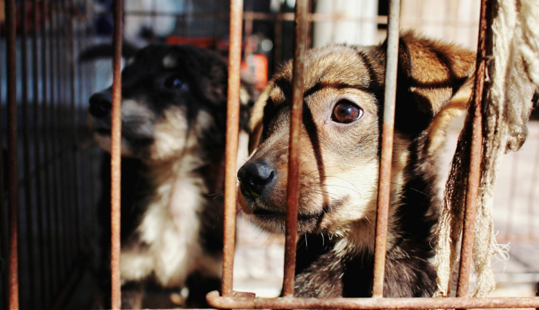 La Costa refuerza la lucha contra el maltrato animal con una campaña clave