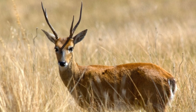 La Provincia autorizó la caza de jabalíes para proteger al venado de las pampas