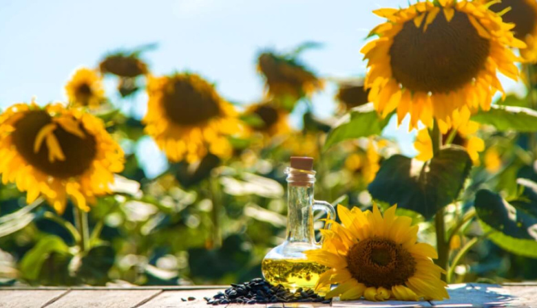 El girasol argentino alcanzó una marca récord de producción y exportaciones