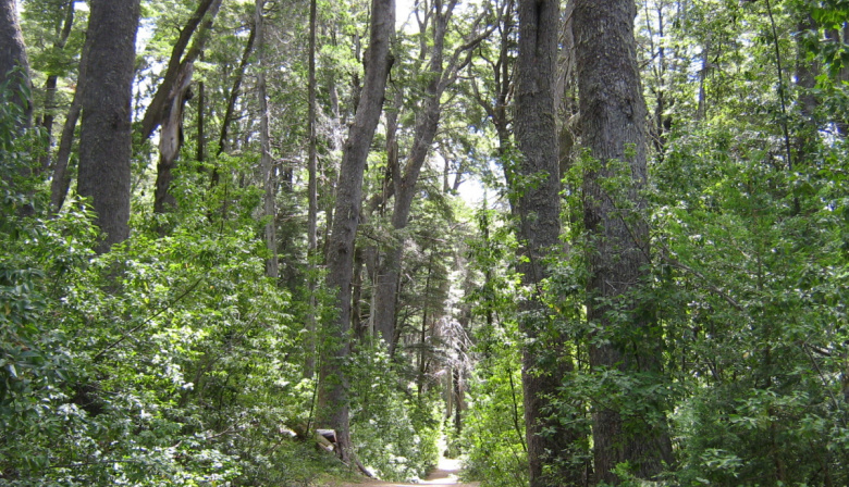 La Provincia financiará proyectos para conservar y restaurar bosques nativos