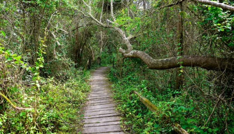 La Provincia aprobó el plan 2026 para conservar y restaurar los bosques nativos