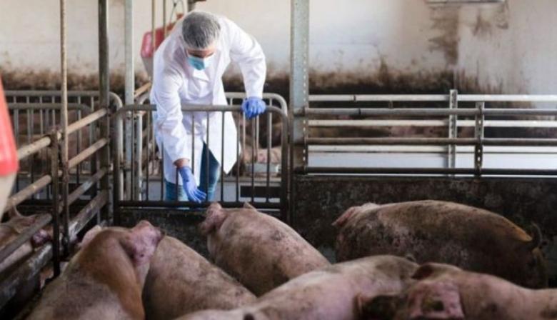 Triquinosis: los casos confirmados en la Provincia ya son 4,6 veces más que en 2025