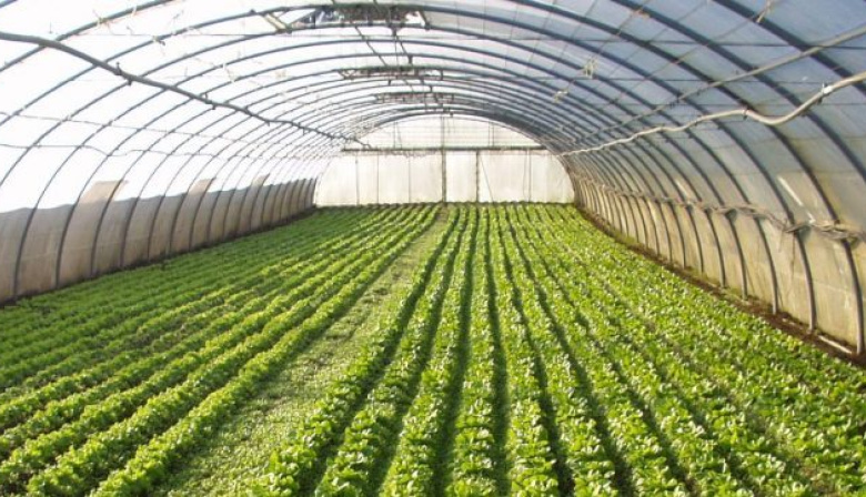 La Provincia vuelve a censar a los productores hortiflorícolas después de 20 años