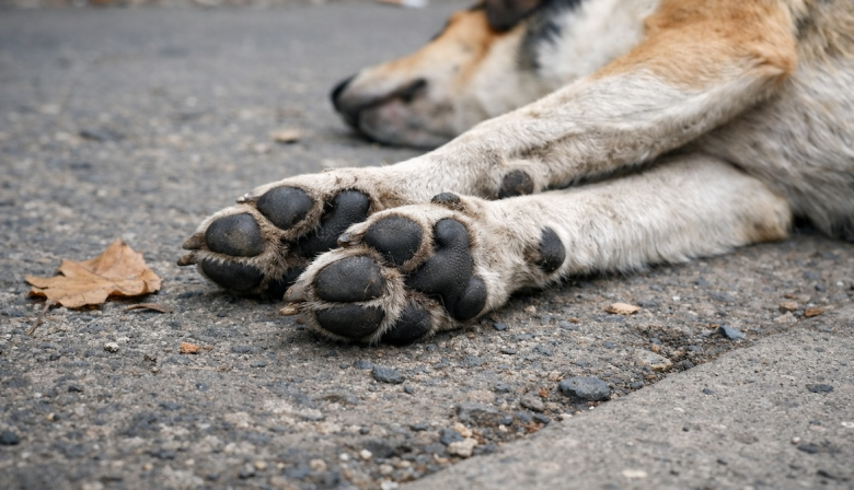 Bolívar: ofrecen $1.500.000 para esclarecer los envenenamientos de animales