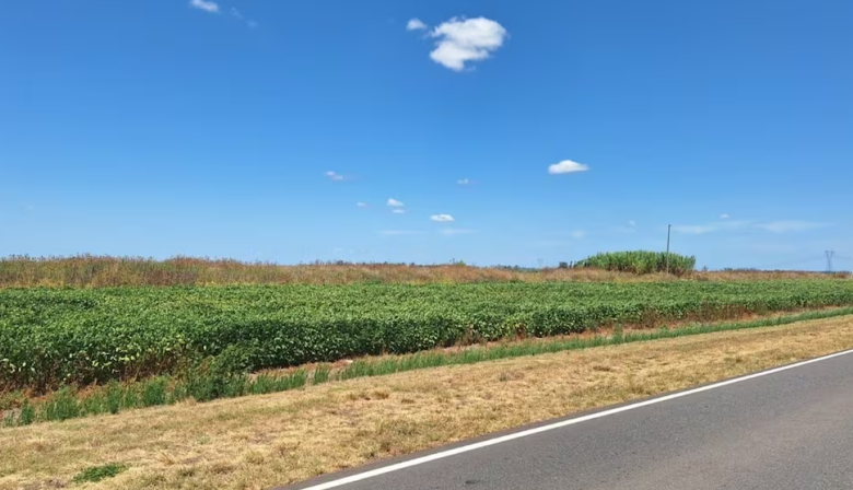 Buscan habilitar la siembra en 50.000 hectáreas al costado de rutas nacionales