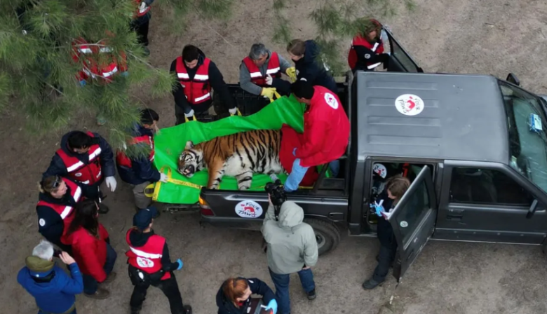 Treinta tigres y leones del ex zoológico de Luján comenzaron su reubicación en santuarios