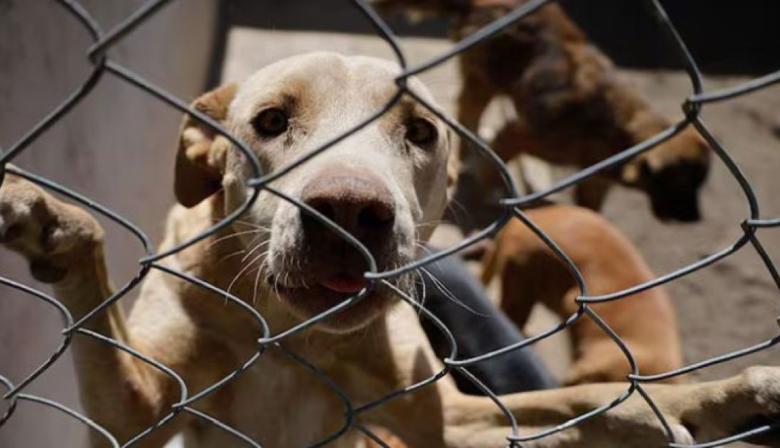 Presentan un proyecto para sancionar el maltrato animal en la Provincia