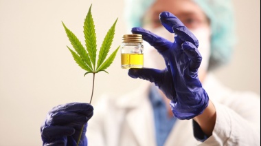 Inaugurarán el primer cultivo medicinal de cannabis en la Provincia