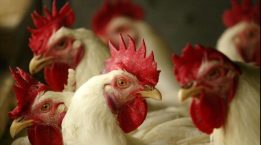Dos nuevos distritos bonaerenses confirman casos de gripe aviar