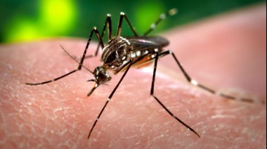Reapareció el Chikungunya en la Provincia