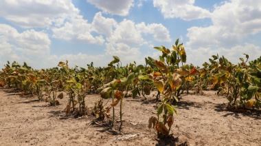 Declaran estado de emergencia agropecuaria en 33 municipios bonaerenses
