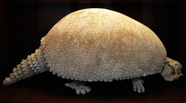 Hallan restos de un gliptodonte de más de 20 mil años de antigüedad