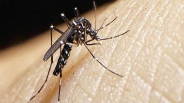 Provincia confirmó 200 casos autóctonos de dengue y 70 de chikungunya