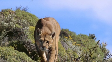 Lobería: atrapan a un puma en pleno centro de la ciudad 