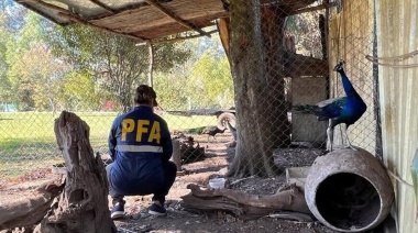 Rescatan 19 aves de especies protegidas en una vivienda 