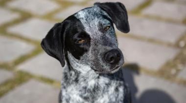 Envenenamiento masivo de perros en Magdalena