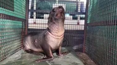 Rescatan a lobo marino con graves heridas en el cuello a causa de basura 