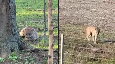Susto por un puma suelto en Monte