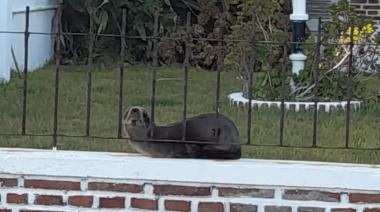 Despliegan protocolo por gripe aviar en Monte Hermoso tras aparición de un lobo marino en una vivienda