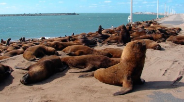 Murieron una decena de lobos marinos e investigan si fue por un brote de influenza aviar