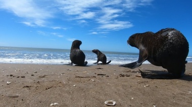 Aparecieron más lobos marinos muertos y crece la preocupación