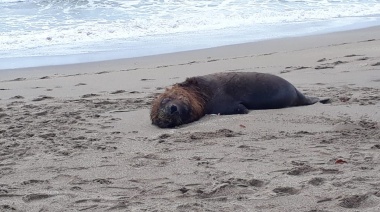 Mar del Plata: aparecieron lobos marinos muertos y crece la preocupación por posible contagio masivo de gripe aviar