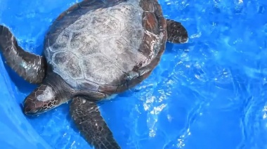 Habilitan un centro de rescate de tortugas marinas en la Universidad del Sur