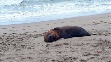 Confirman que los lobos marinos murieron de gripe aviar