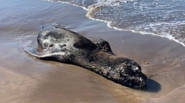 Gripe aviar: más lobos marinos muertos