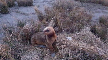 Rescataron a un lobito marino hallado sobre restos de basura