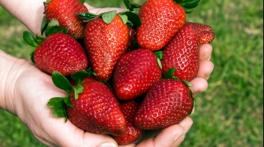 Llega la gran Fiesta de la Frutilla con mucha música, baile y artesanías
