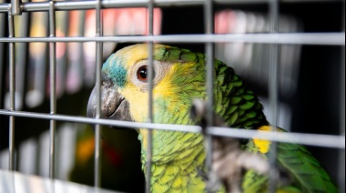 Decomisan más de un centenar de aves silvestres, muchas en peligro de extinción