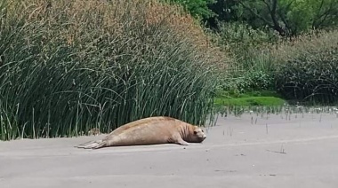 Sorpresa: Apareció un elefante marino en la costa de Berazategui