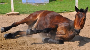 Encefalomielitis equina: en 9 de Julio hay entre 6 y 8 caballos muertos por el virus